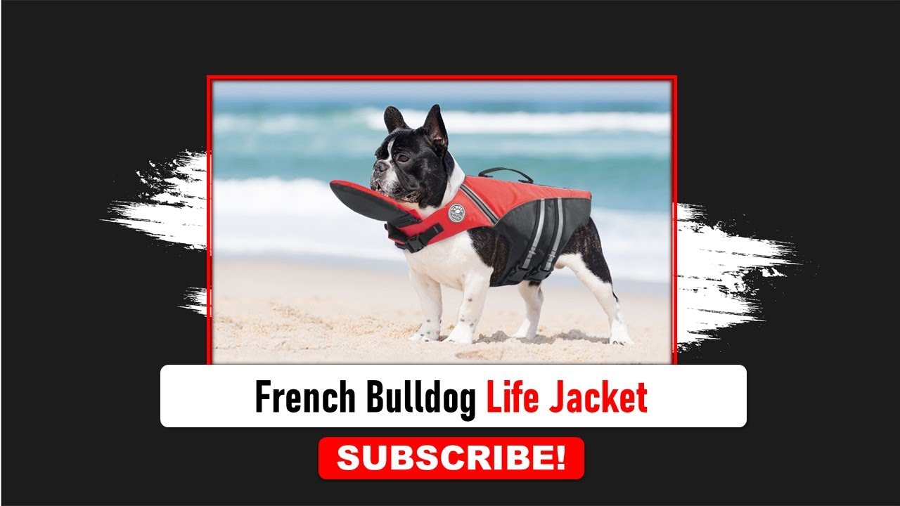French Bulldog Life Jacket | Dog Life Jackets | Frenchies Hub