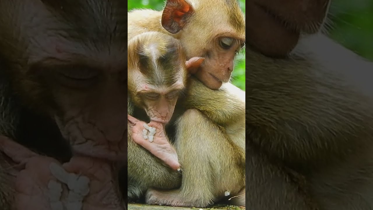 Poor Baby Monkey Candy Missing Milk