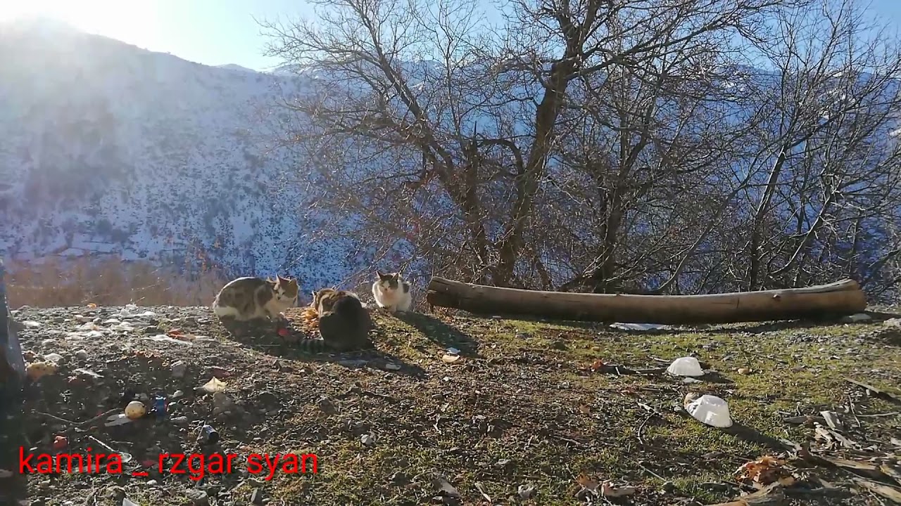 بەفرانباری گوندی کۆیلێ ی باڵەییان ،، کامیرا ، ڕزگارسیان کۆتایی ساڵی ٢٠٢١