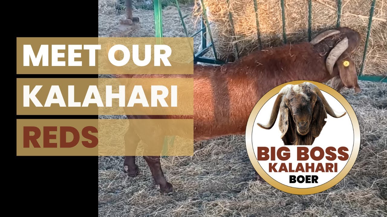 Meet our Kalahari Red Goats