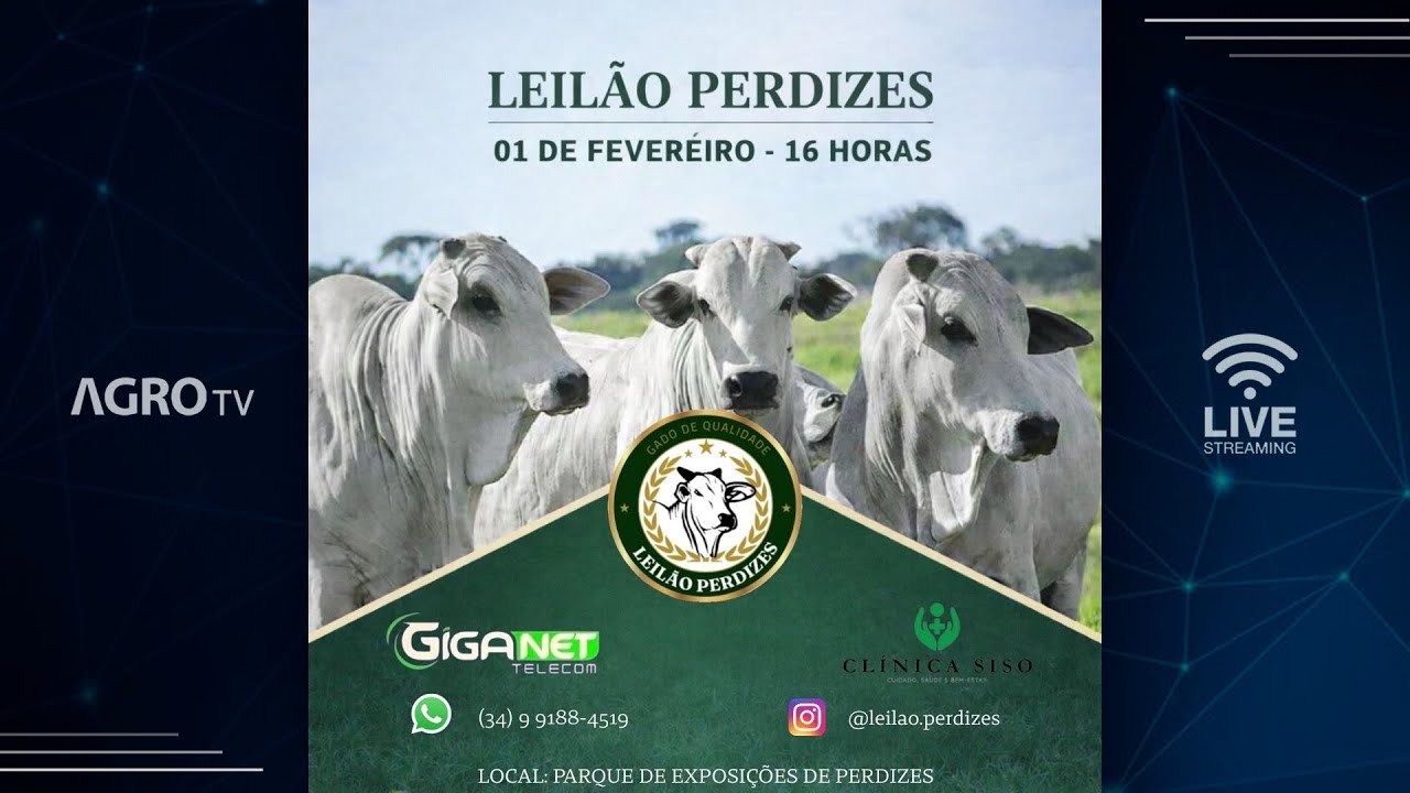 LEIL&Atilde;O PERDIZES - 01/02/2026