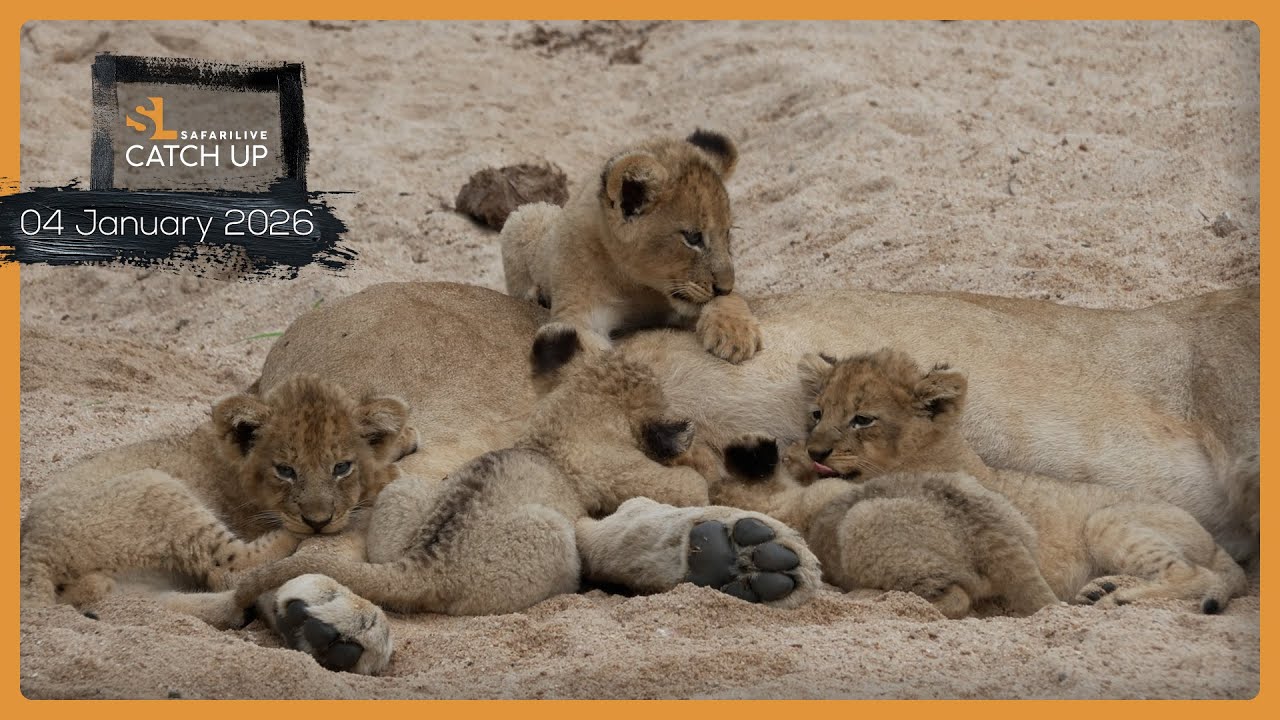 Львята, леопарды и гепарды — SafariLIVE Catch Up, 4 января 2026 г.