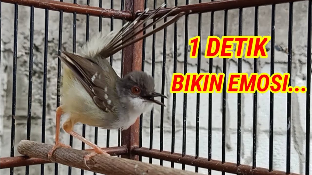 ciblek semi gacor, CIBLEK TARUNG paling terbaik jadikan ciblek semi ikut bunyi