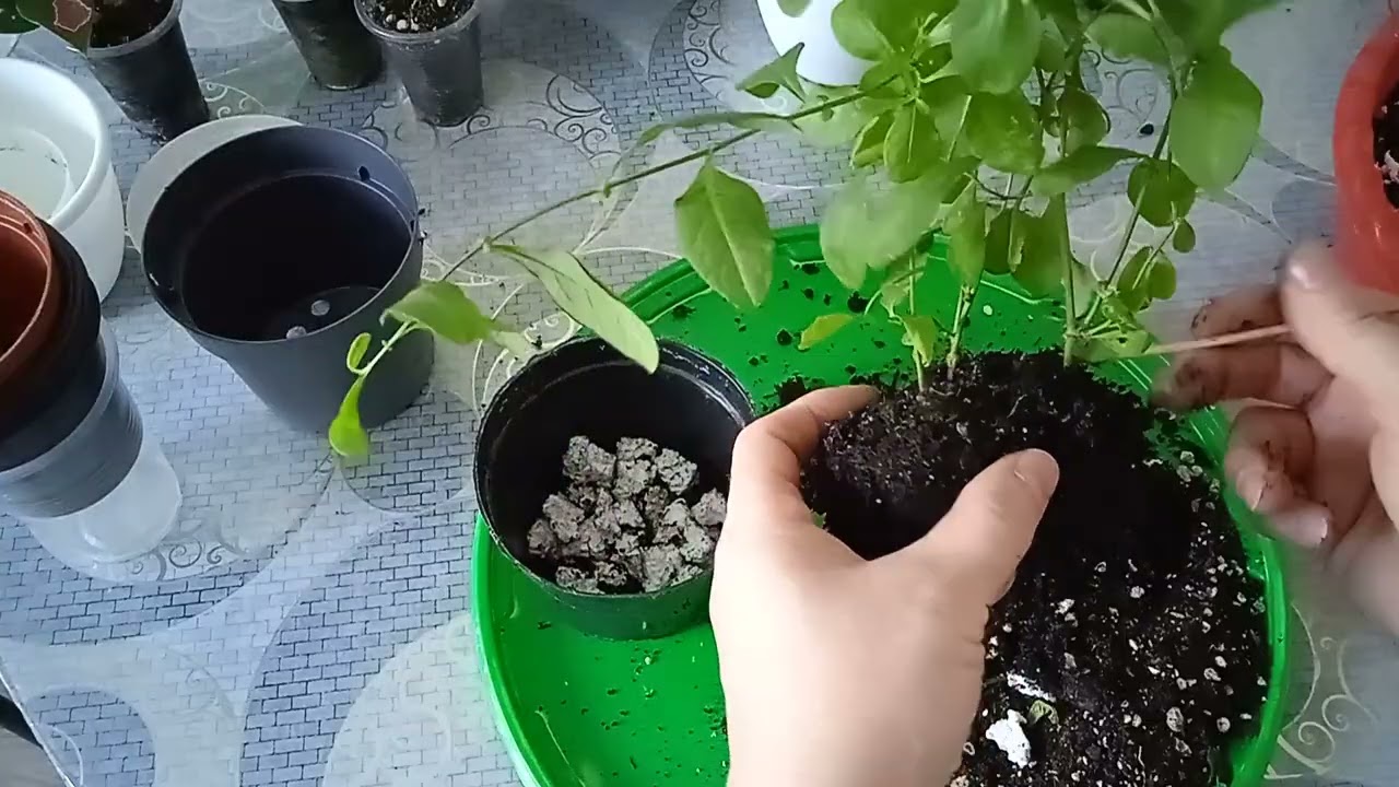 Комнатные растения#очередная пересадка#зацвел новичок#Казахстан