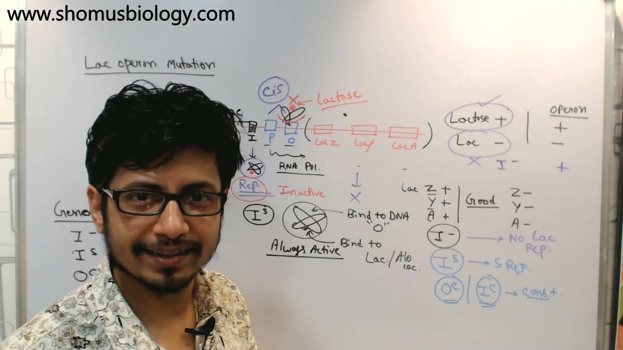 Lac operon mutations explained | problems and answers