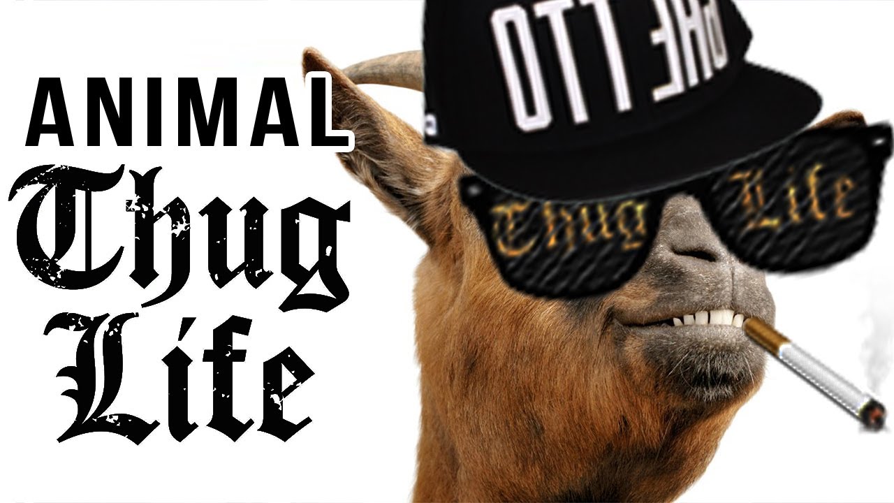 Best Animal Thug Life Compilation 2016