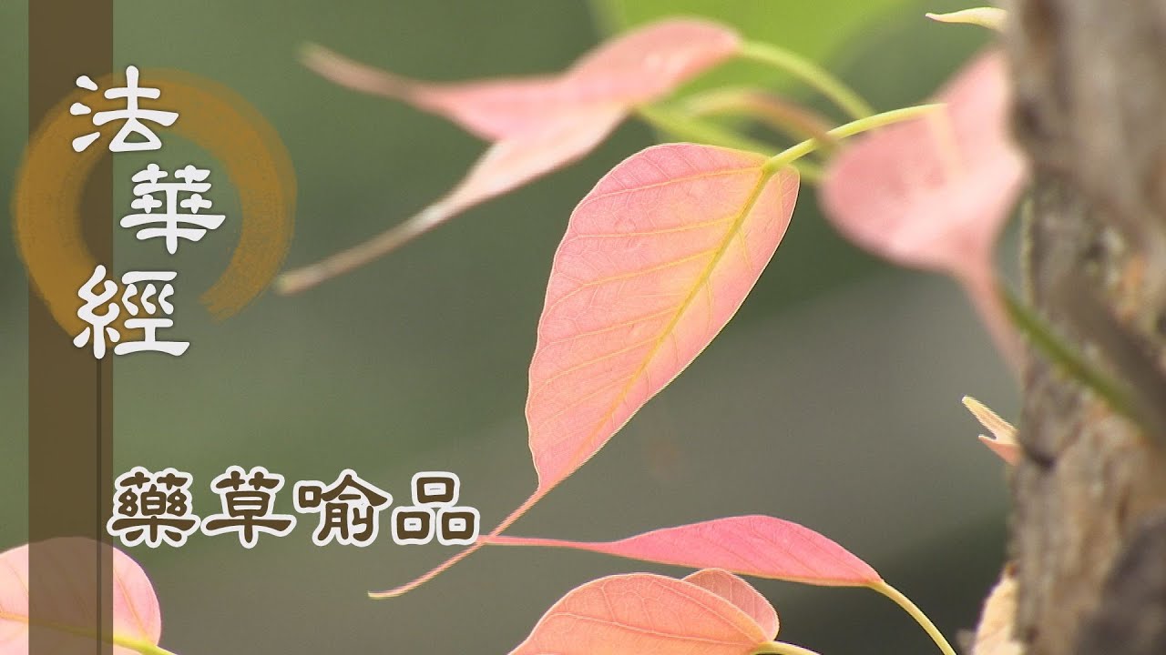 【靜思妙蓮華】法華經藥草喻品 - 觀機說五乘 - 20210706 第886集