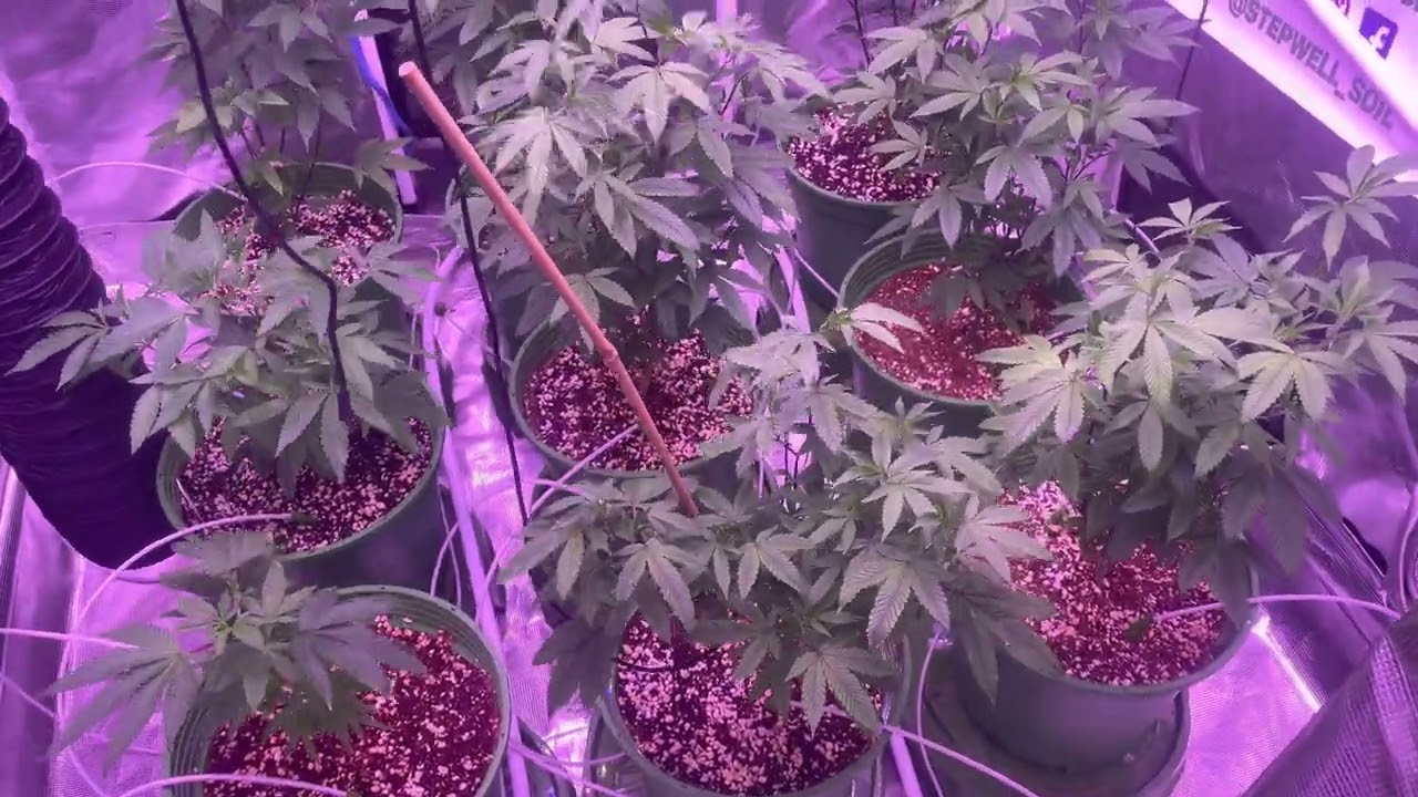 Indoor grow: 3rd week of veg with Kind Led&rsquo;s X&sup2;  inside a 5x5 gorilla grow tent