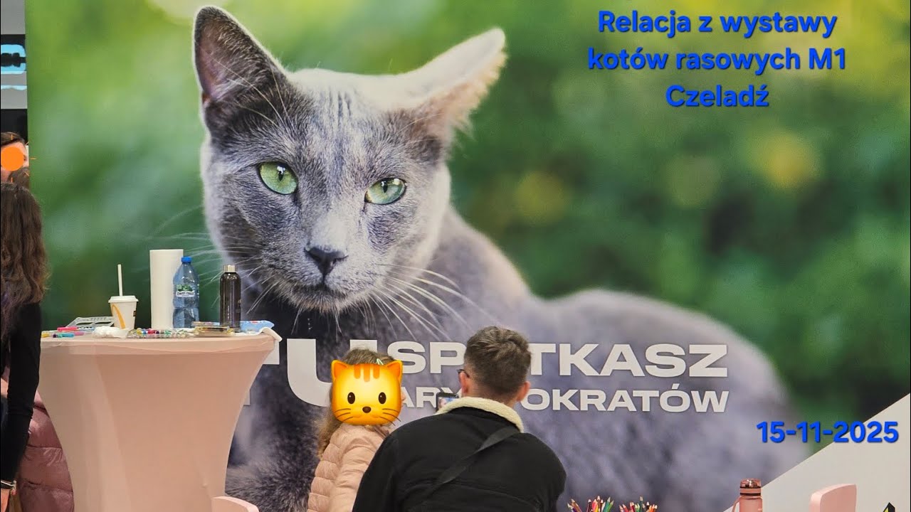 @NiebieskiLaki Relacja z wystawy kotów rasowych w M1 Czeladź  🐱