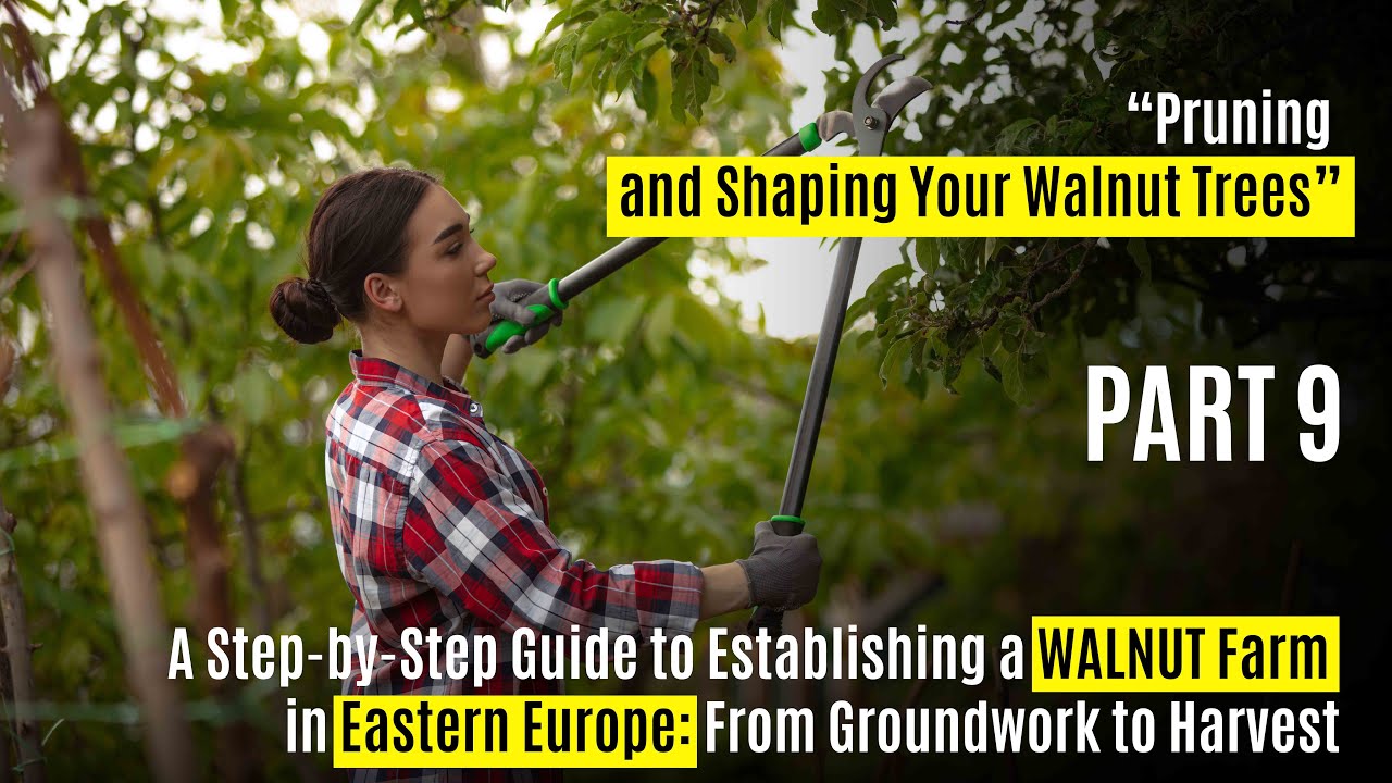 🌳 Pruning & Shaping Your Walnut Trees for Maximum Growth & Yield 🌰