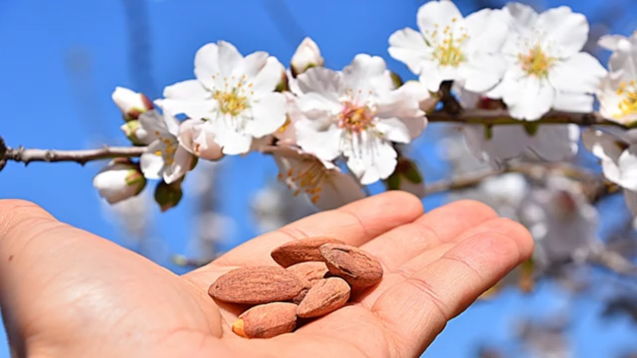 INTRO to All-In-One Almond Tree, Prunus dulcis.  Self-pollinating!