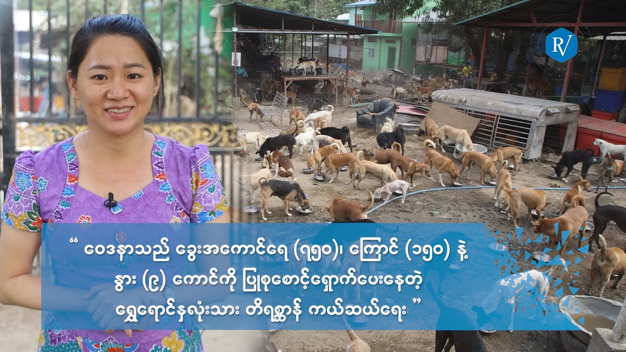 ကျွန်မတို့ဂေဟာမှာက ဂိလာနဖြစ်နေတဲ့တိရိစ္ဆာန်လေးတွေဆိုပေမဲ့ အကုန်လုံးက ဝပြီးလုံးတုတ်နေတာပါဘဲ