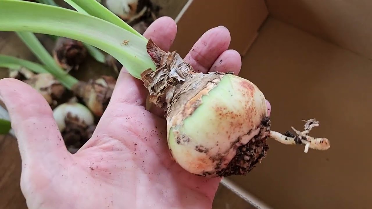 End of the Summer Amaryllis Care