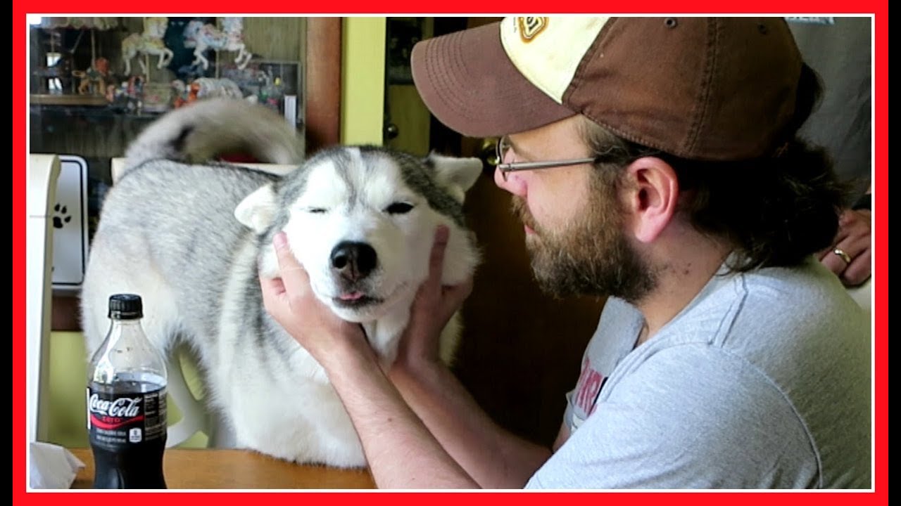HUSKY SMILES