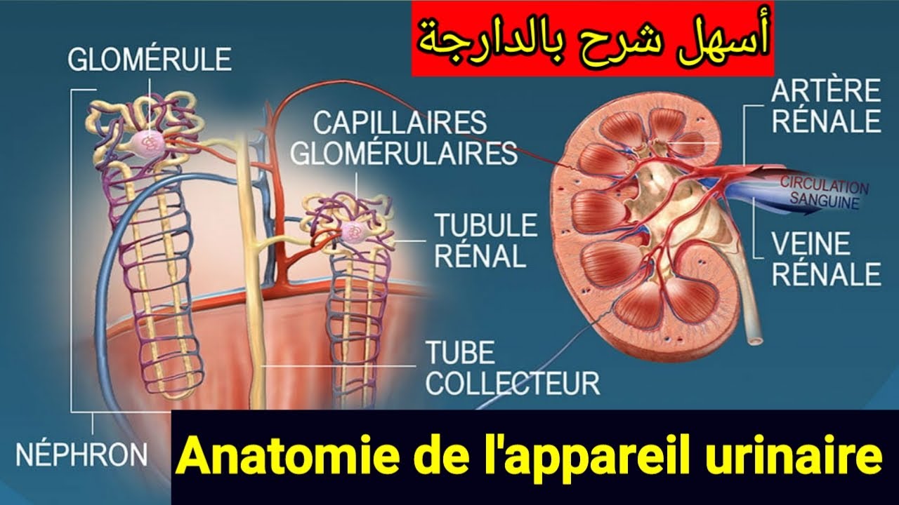 Anatomie de l'appareil urinaire et du néphron