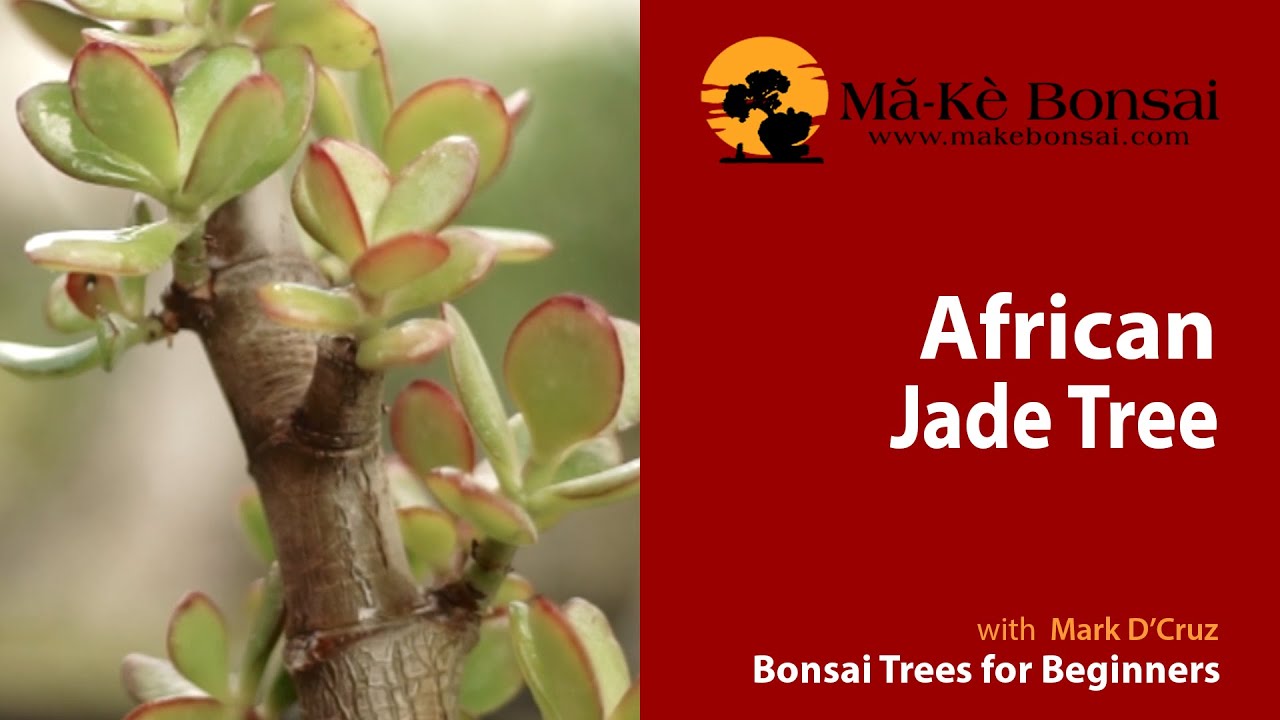 59) Jade Bonsai, Afircan Jade or Crassula Ovata Bonsai - Tropical Bonsai Trees for Beginners