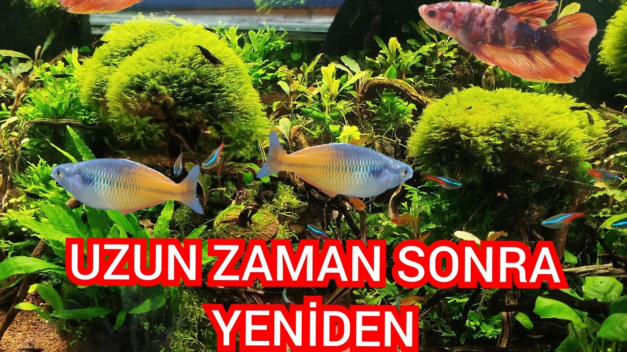 AKVARYUM ODASINDA SON DURUM - NELER OLDU NELER