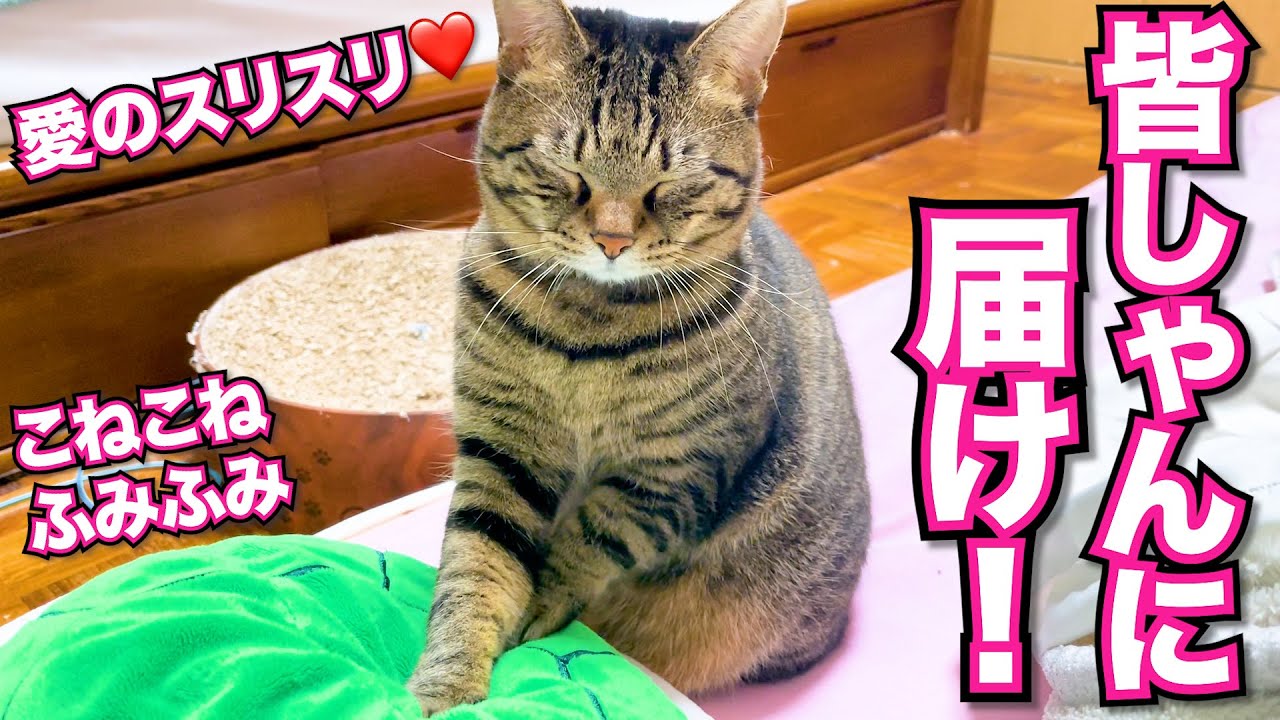 【元野良猫テト】いつも応援して下さる皆様に癒しをお届け❤️ #猫 #元野良猫 #cat