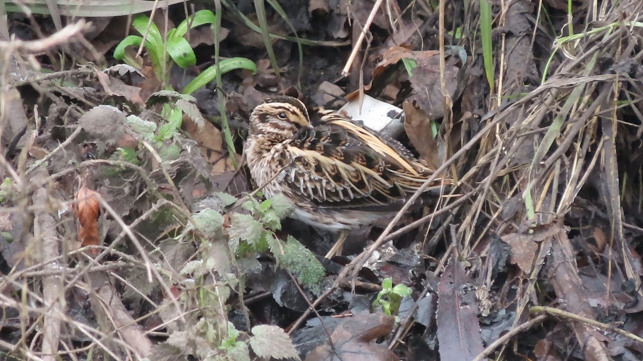 Jack Snipe: oxonbirding.blogspot.co.uk