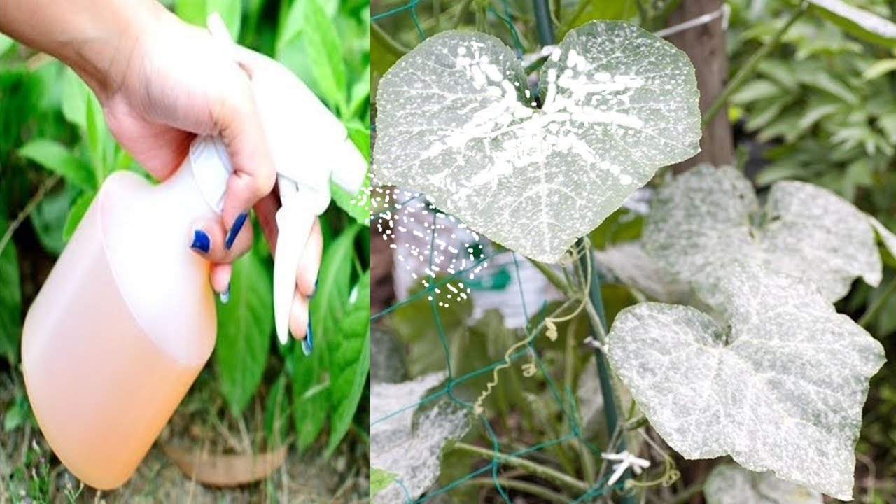 Como ELIMINAR MANCHA BRANCA nas Folhas das Plantas | Oídio ou Mofo em 1 Minuto GRATUITAMENTE