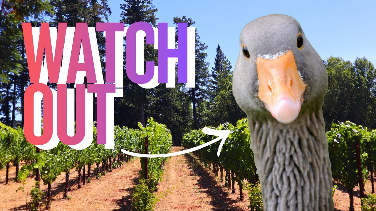 В винодельне Toulouse Vineyards & Winery разгуливает гусь.
