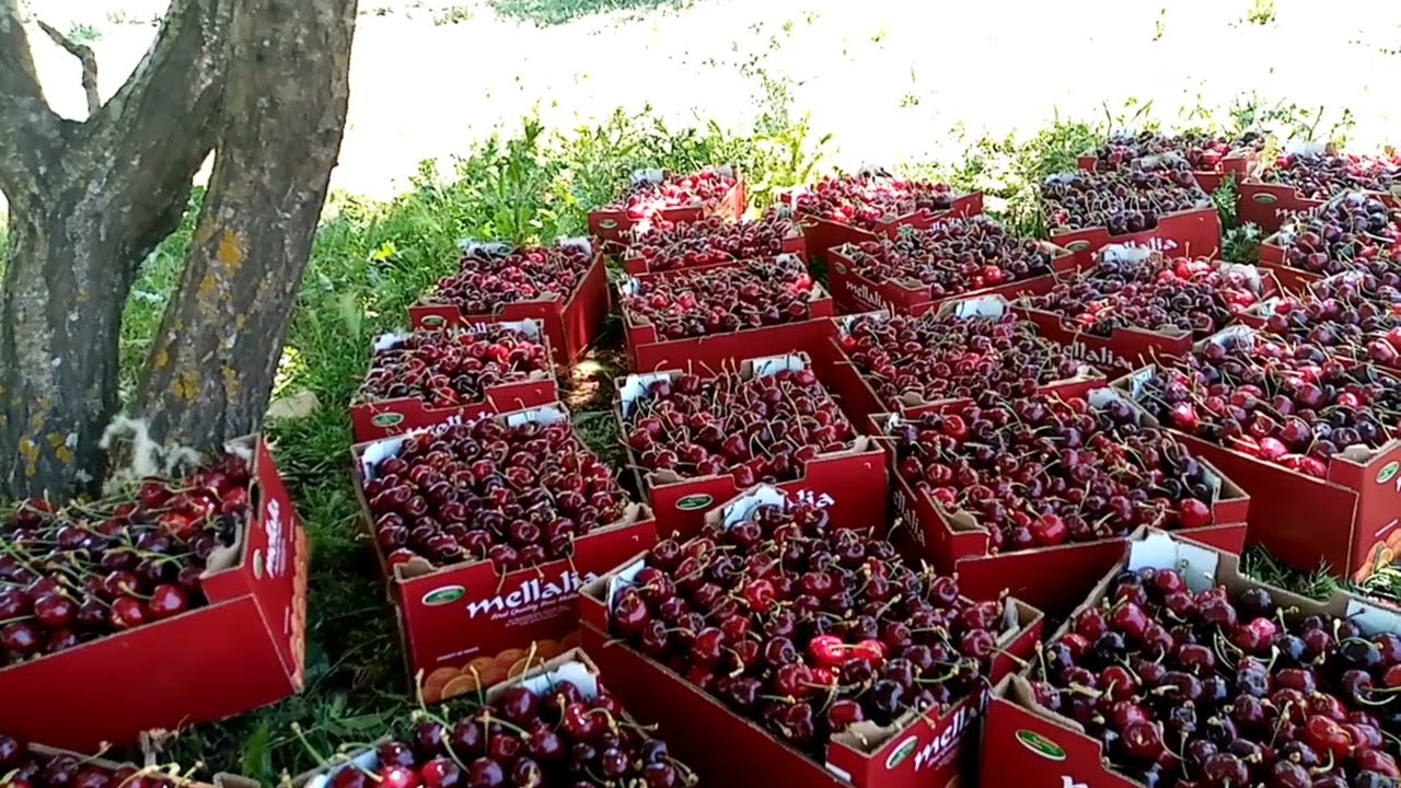 أسعار حب الملوك بالجملة في عين اللوح + مناضر رائعة من النواحي