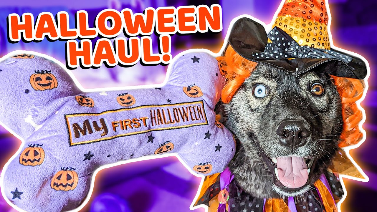 Surprising My Dog With Halloween Toys! 🎃 Halloween Shopping Haul