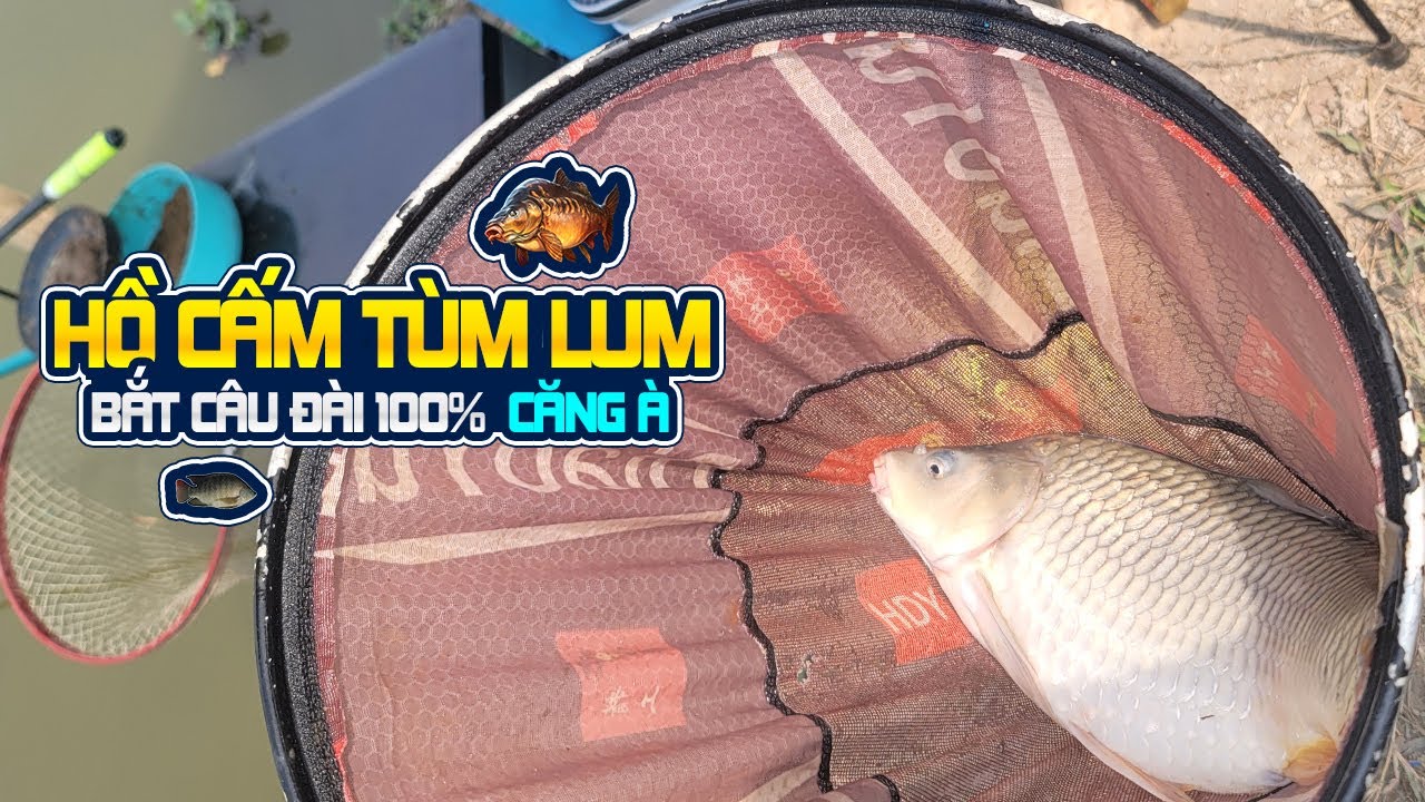 CHỦ HỒ CẤM ĐỦ THỨ, BẮT CÂU ĐÀI 100% | Yong Feng 97 Fishing