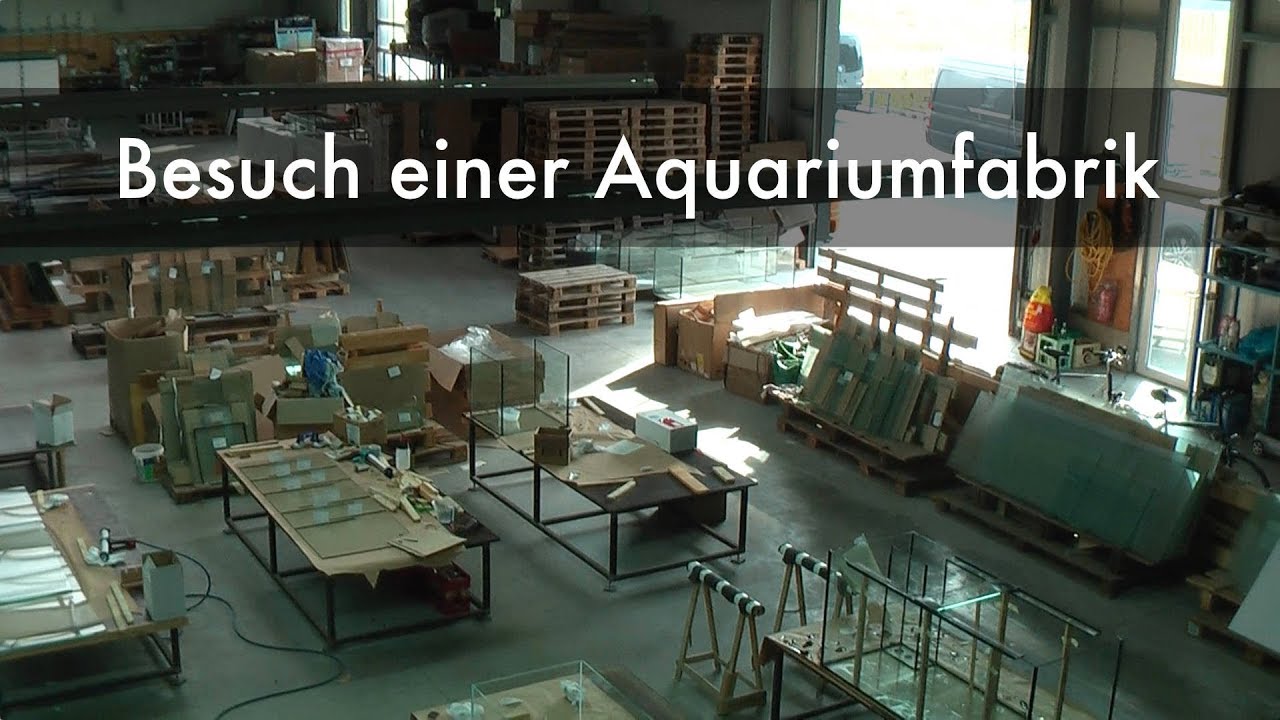 Zu Besuch beim Aquarienbauer Diamantquarien | Visiting an aquarium manufacturer