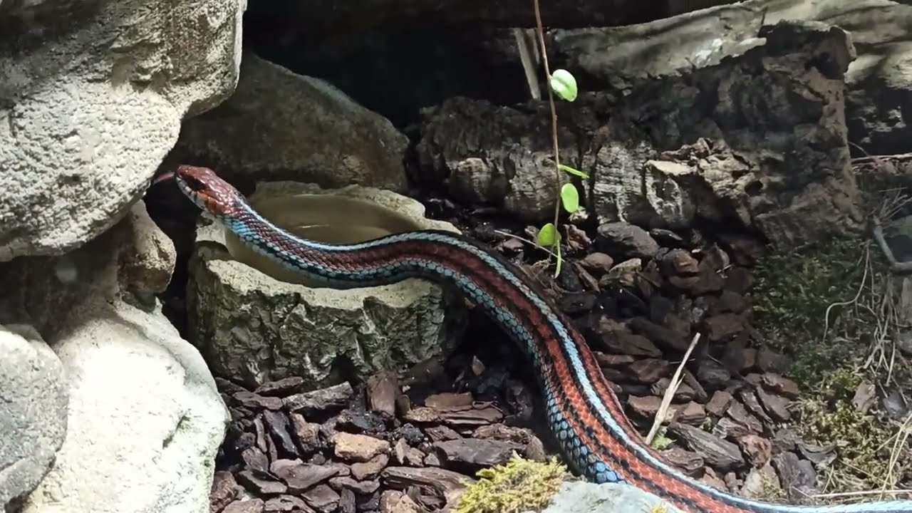 SAN FRANCISCO GARTER SNAKE | Thamnophis sirtalis tetrataenia