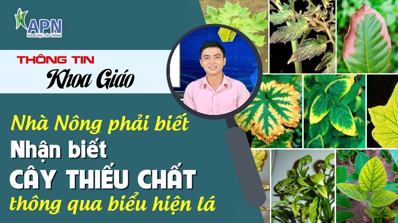 APN - BIẾT NGAY CÂY THIẾU CHẤT GÌ CHỈ TRONG 30 GIÂY | NHÀ NÔNG PHẢI BIẾT