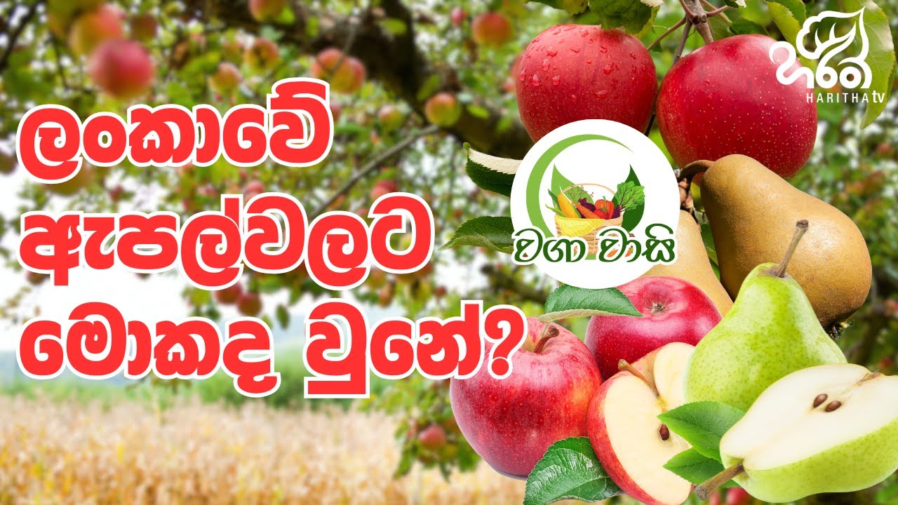 ලංකාවේ පෙයාස් වගාව | වගා වාසි | haritha tv | pears | Agriculture