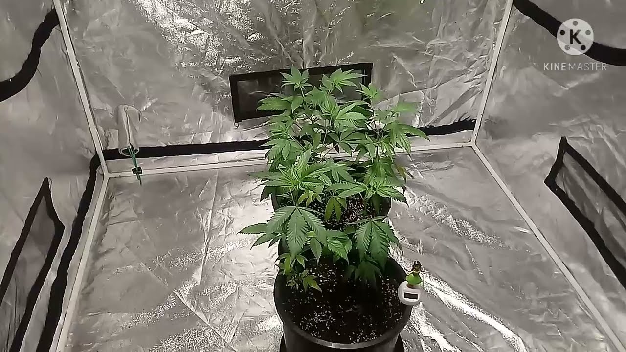 mars hydro sp150 grow