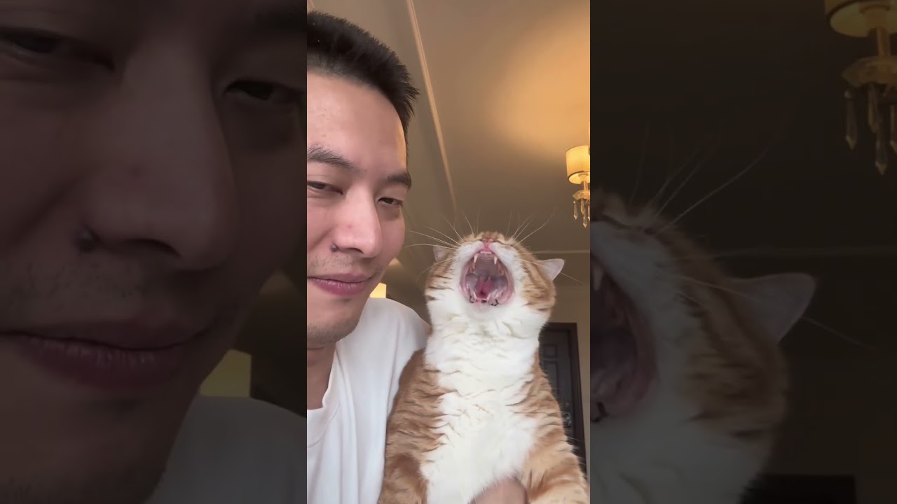 Кошки любят подражать своим хозяевам.🐈😹#catsoftiktok #cats #funnycat #fyp #cutecat