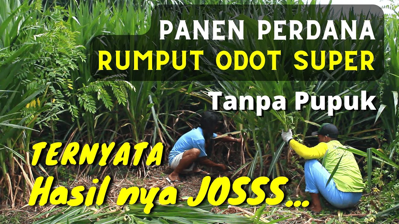 PANEN RUMPUT ODOT SUPER || TANPA PUPUK || SERTA CARA PANEN RUMPUT ODOT SUPER