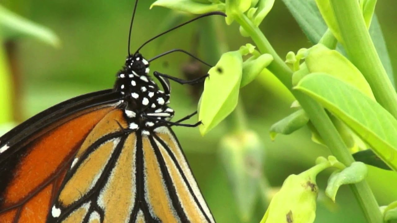 Butterflies of Thailand part 5 HD