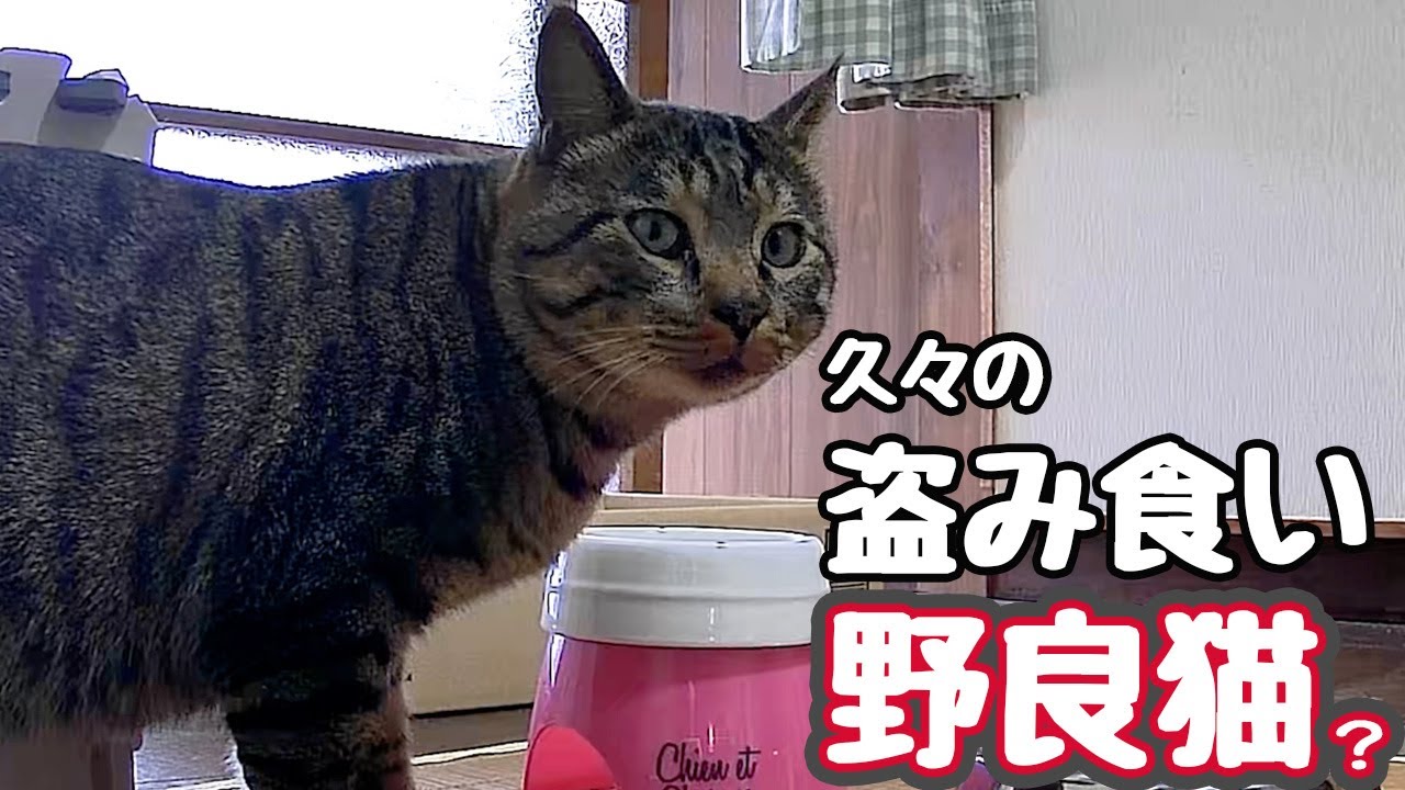 ちょっと油断したら&hellip;【野良猫】