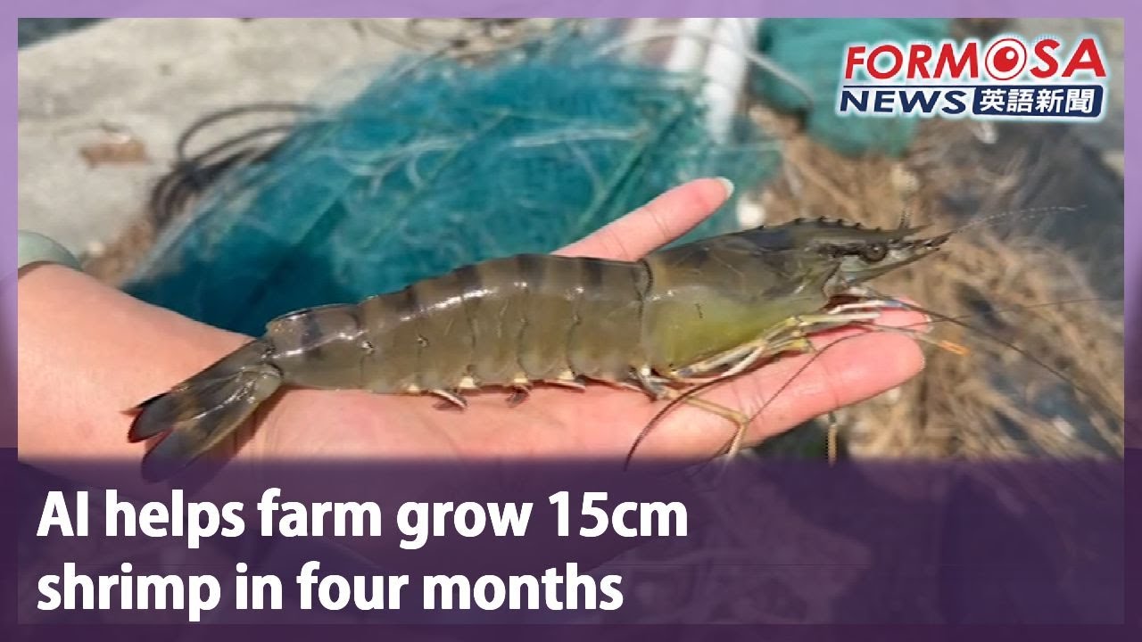 AI helps farm grow 15cm shrimp in four months｜Taiwan News