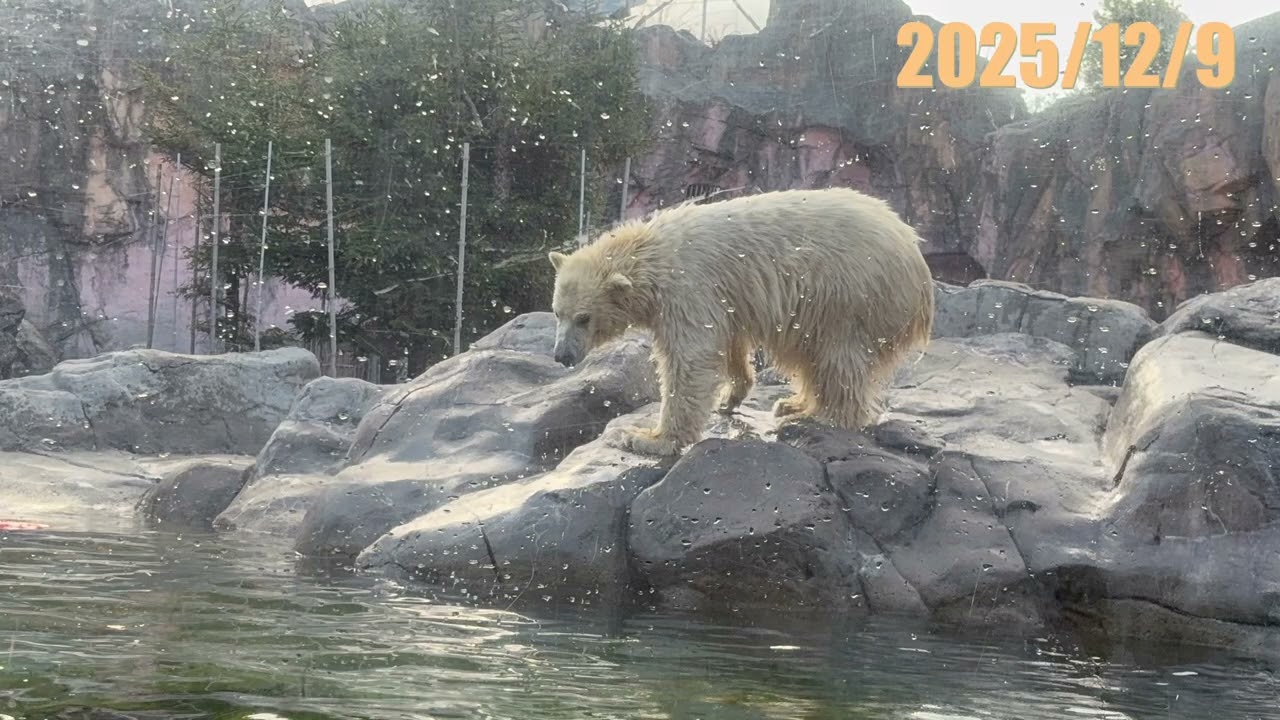2025／12／9   八木山動物園　ポーラ　そら　うみ　ホッキョクグマ親子　polar bear twins