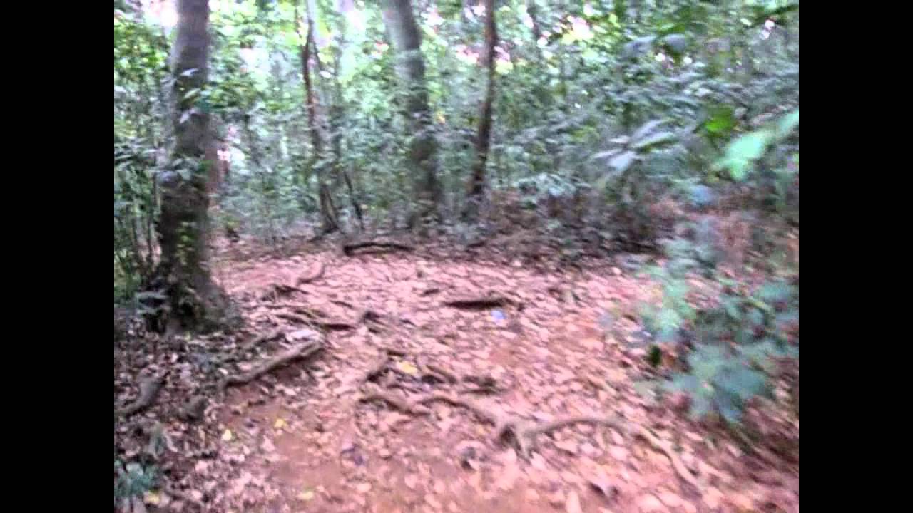 Exciting Iringol Kavu Forest