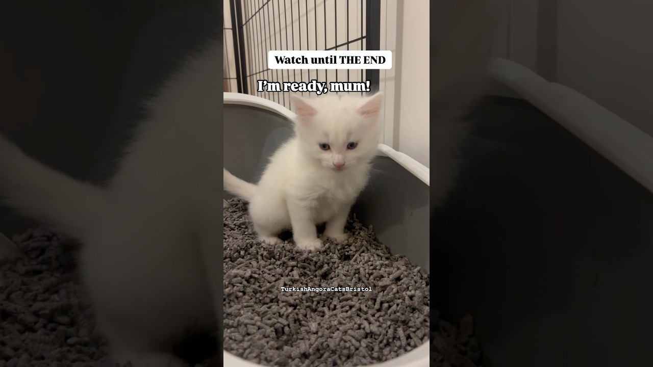 KITTY FARTS & POOPS 🐈💨💩#kitty #kitten #kittens #cat #cats #catlovers #kedi #kediler #kediseverler