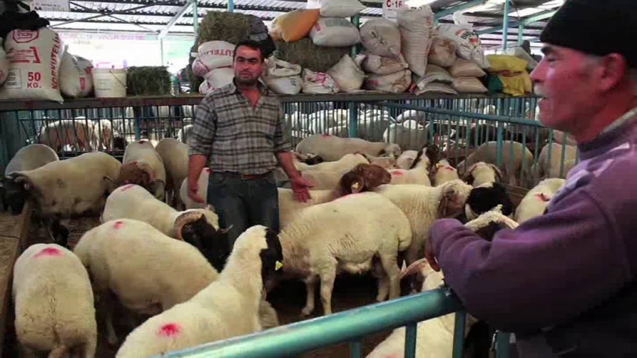 Denizli Ticaret Borsası Hayvan Pazarı