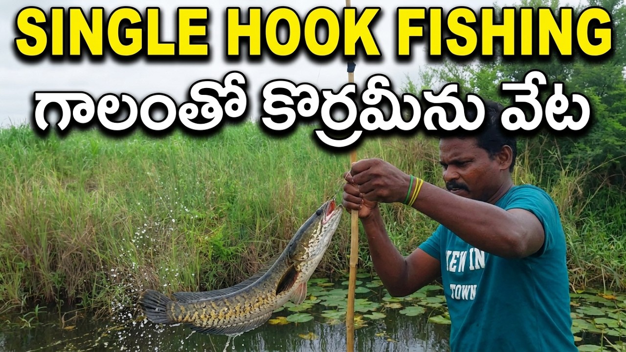 Big snakehead fish hunting ll catching with single hook fishing ll video