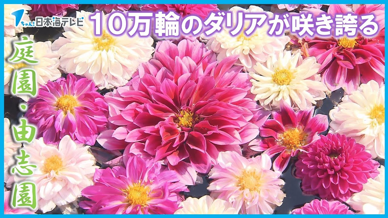 【１０万輪】庭園・由志園でダリアが咲き誇る　１００種類以上の品種と日本庭園を同時に堪能　島根県松江市