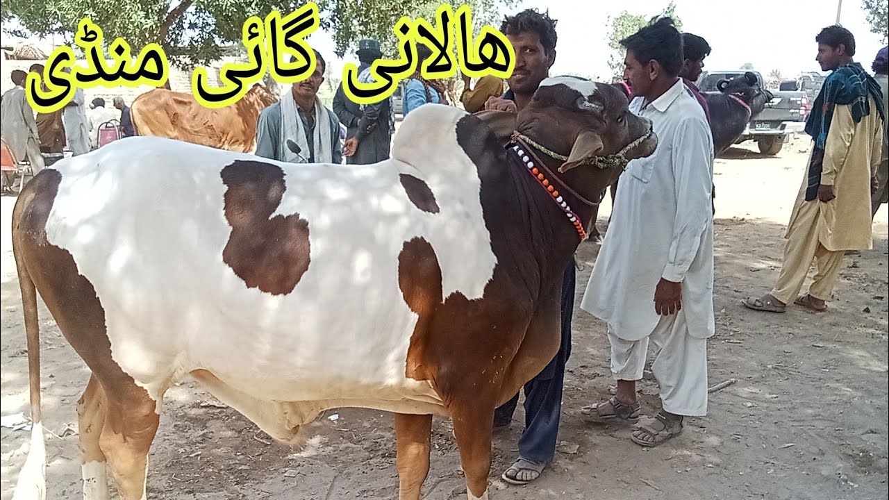 Halani cow Mandi# Karachi Mandi # Tando Adam cow Mandi# mirpur # hyderabad#lahore#foryou#attiudegoat