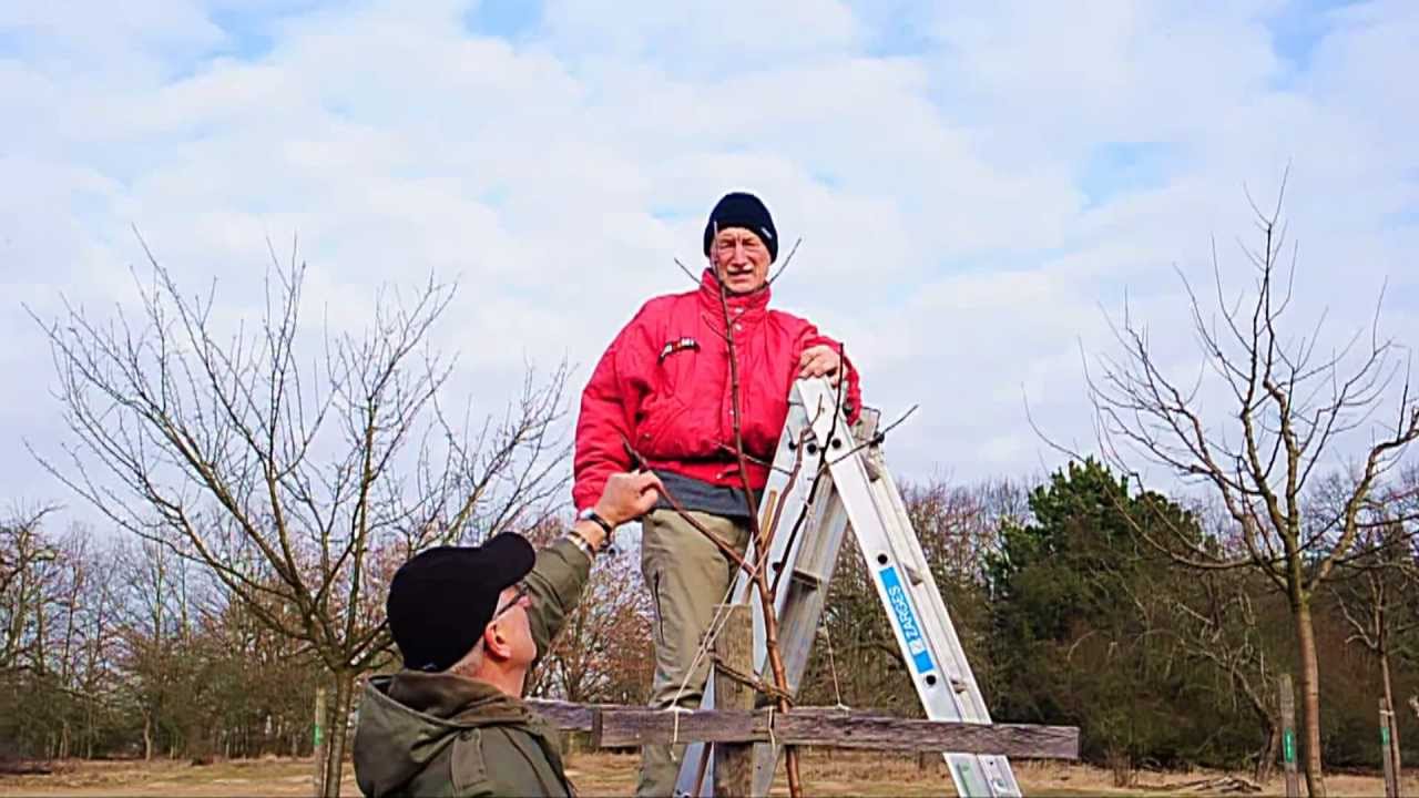 Winter-Baumschnitt vom OGV-Nauheim 2012