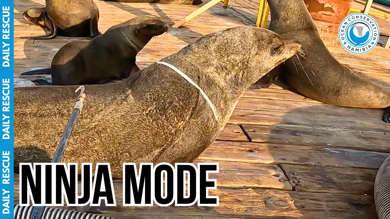 Master of Stealth: Antoine's Ninja Seal Rescue Approach