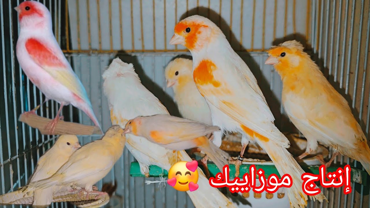 مراحل نمو فراخ كناري موزاييك حتى الفطام المشهد الدي يتمنى اي مربي فرجة ممتعة