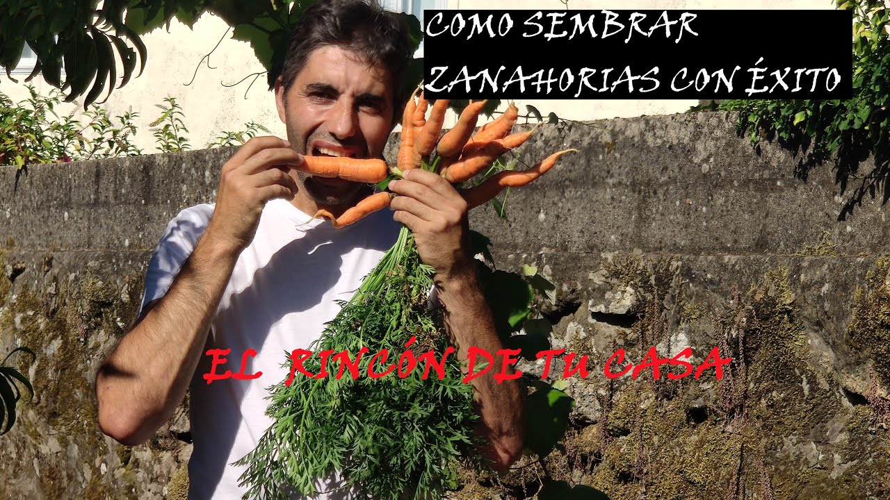 SIEMBRA DE LA ZANAHORIA CON MALLA DE SOMBREO