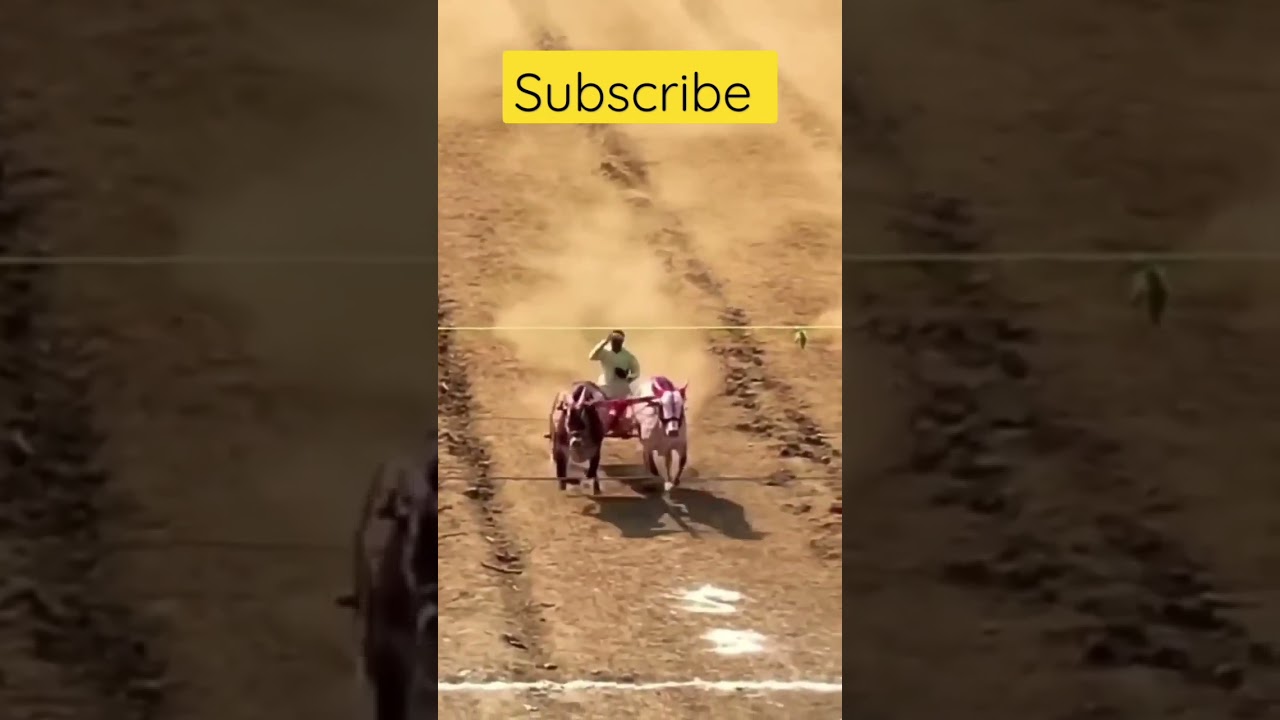 Bharat kesri mathur & laxmanrao finel winner dron shoot #बैलगाडा #viral #mathur #trending #viral